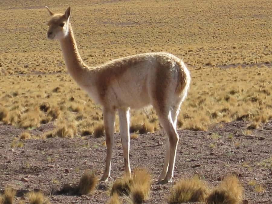 Andean Saltflats full-day with breakfast and lunch - Getting from San Pedro to the High Altitude Fast
