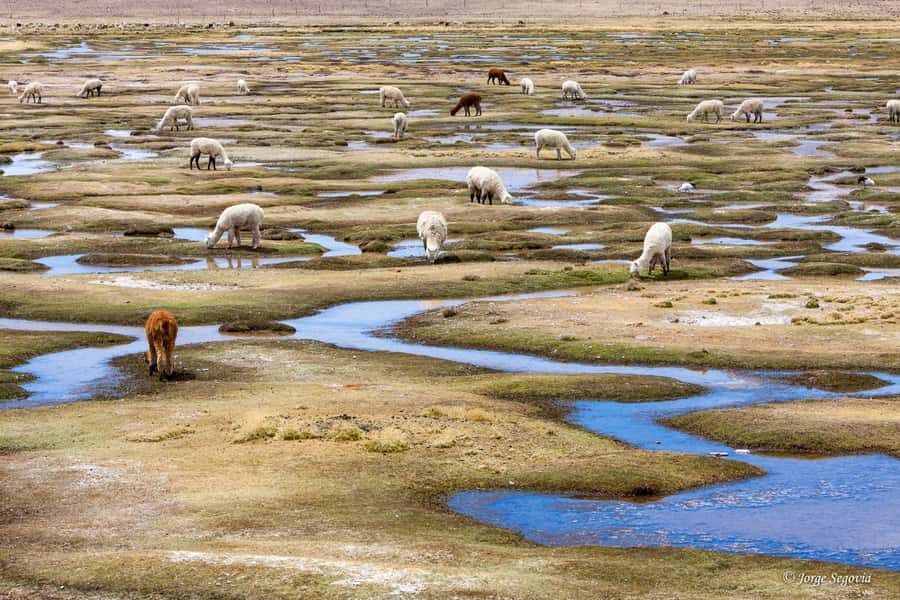 Andean Saltflats full-day with breakfast and lunch - Queipiaco Wetland: Wildlife Watching Without the Drama