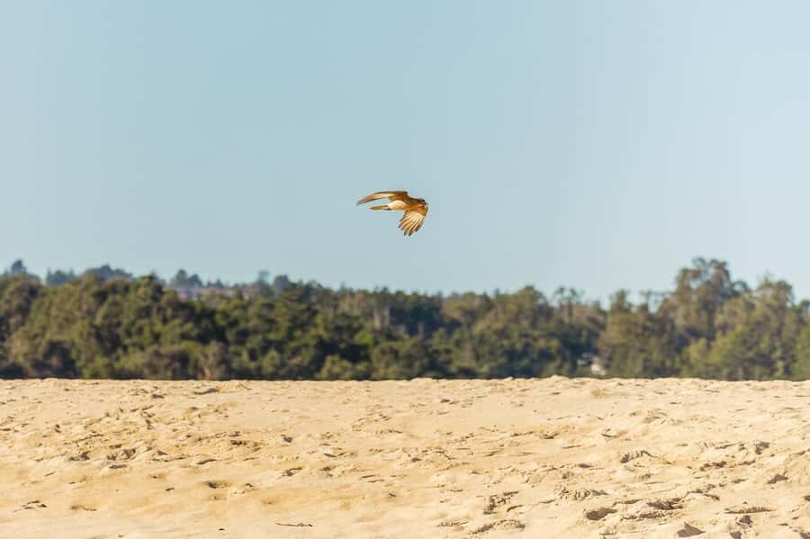 Aviary & Tricao Park Tour with Undurraga Wine Tasting - Should you book this tour?
