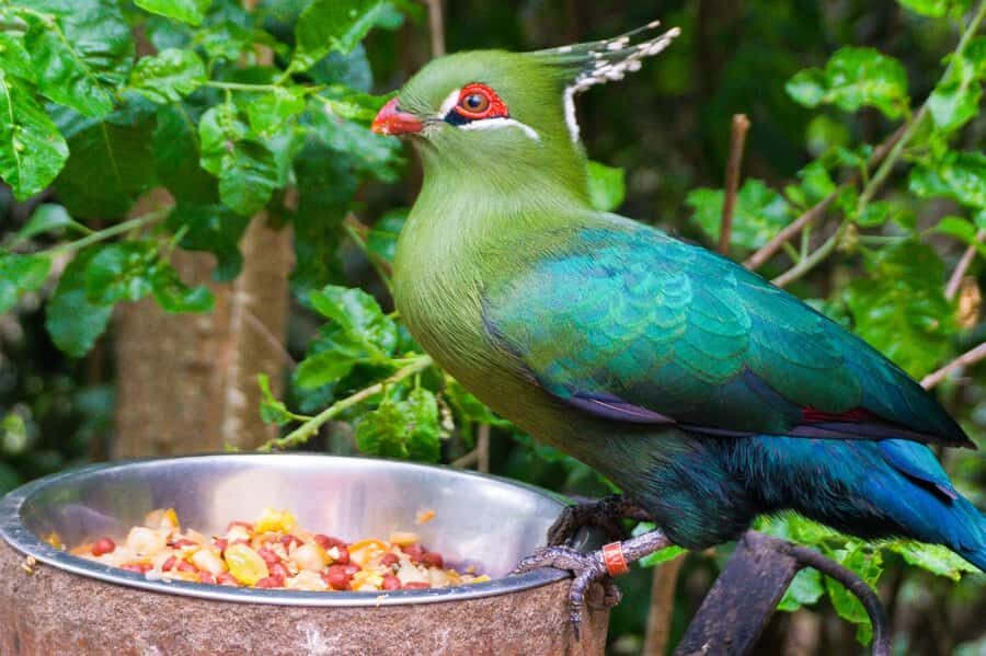 Aviary & Tricao Park Tour with Undurraga Wine Tasting - Parque Tricao and Humedal Giverny: a big nature day that still feels personal