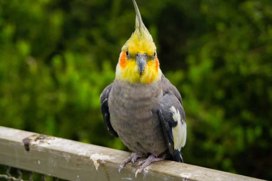 Aviary & Tricao Park Tour with Undurraga Wine Tasting - Reserve wine tasting: four bottles, one guided flight
