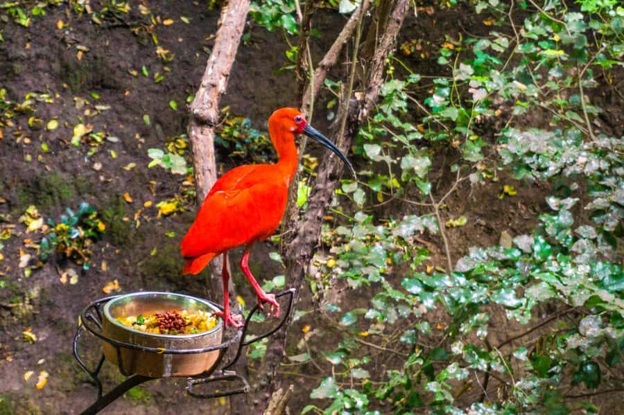Aviary & Tricao Park Tour with Undurraga Wine Tasting - Price and value: is $147 worth it?