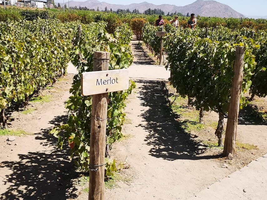 Bahá’í Temple, Winery and Lapis Lazuli + Private Transport - Cousiño Macul in Santiago: century-old cellars and four wine tastings