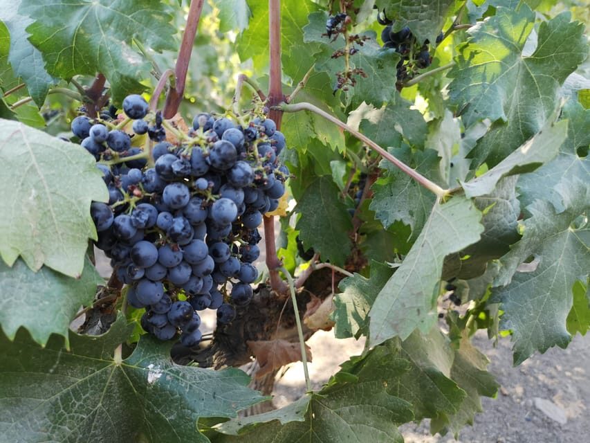 Bahá’í Temple, Winery and Lapis Lazuli + Private Transport - Who should book this tour, and who should skip it