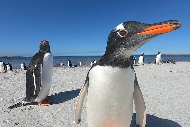 Bertha’s Beach & Beyond - Your Falklands, Your Way! - Highlights at a Glance: What You’ll Actually Remember