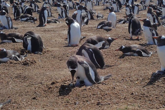 Bertha’s Beach & Beyond - Your Falklands, Your Way! - The Drives Through Stanley: More Than Transit