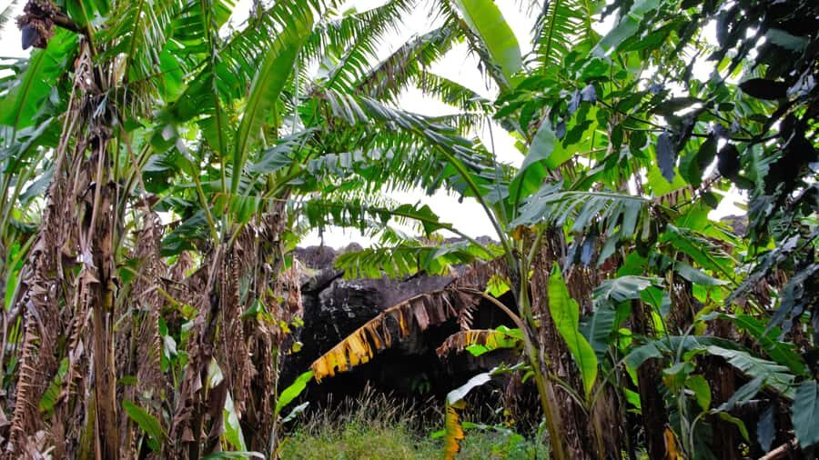 Easter Island: Full Day Ancestral Caves and Orongo Village - Rano Kau Stop: A Guided Start With a Volcano View