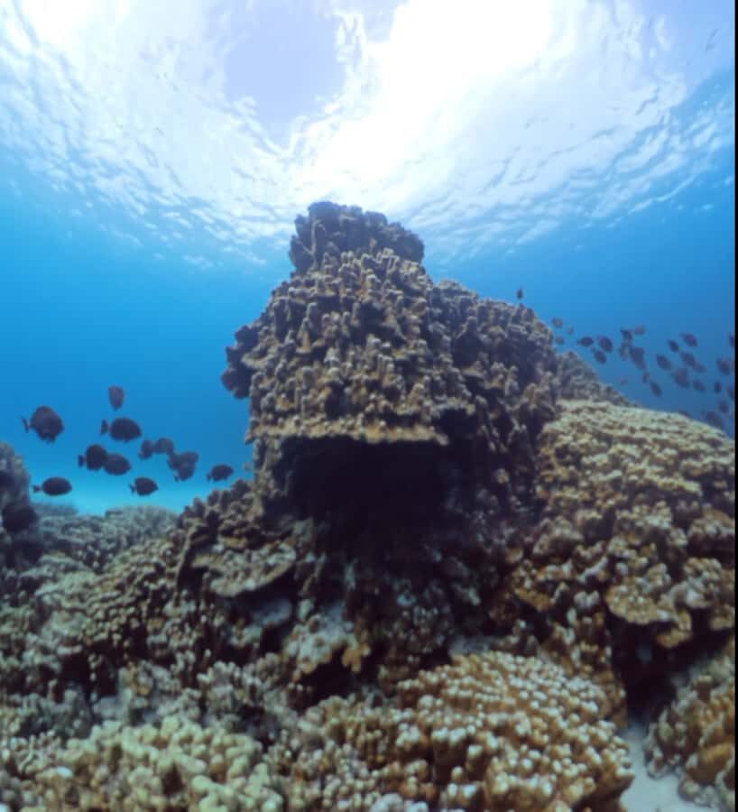 Easter island: Snorqueling tour on coral reefs - Price and Value at $110: What You’re Getting for the Money