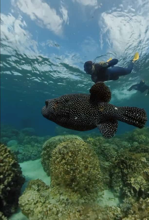Easter island: Snorqueling tour on coral reefs - What to Bring: Simple Items That Make a Difference