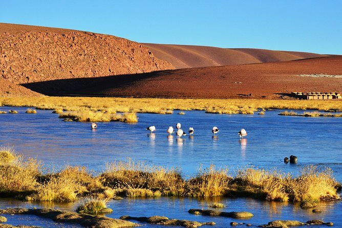 El Tatio Geysers Tour from San Pedro de Atacama - Machuca village: a tiny cultural stop with real texture