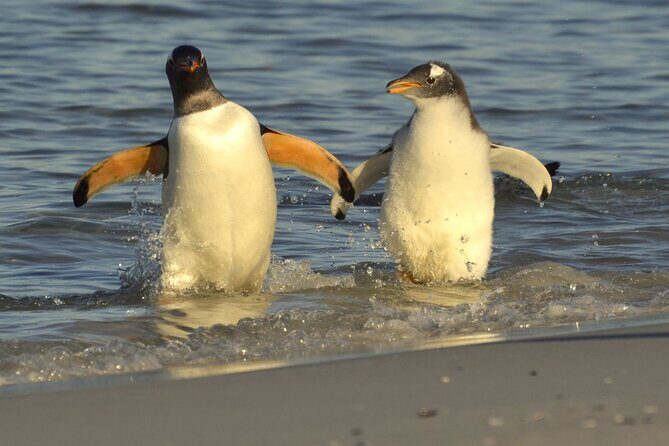 Falkland Islands Shared Tour Sightseeing with Penguins - Quick hits before you go
