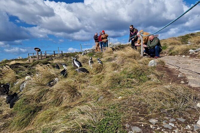 Falkland Islands Shared Tour Sightseeing with Penguins - From the tourist jetty: what this shared tour feels like