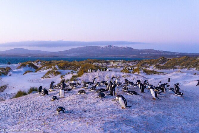 Falkland Islands Shared Tour Sightseeing with Penguins - Lady Elizabeth Shipwreck: a quick stop that delivers the photos