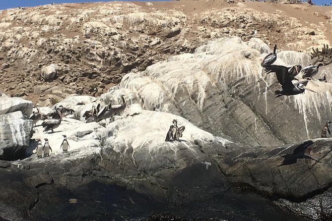 Fr STGO: WILD PENGUINS, SEALION, SANDBOARD, PARAGLIDING & PICNIC - From Santiago to Valparaíso: how your day kicks off