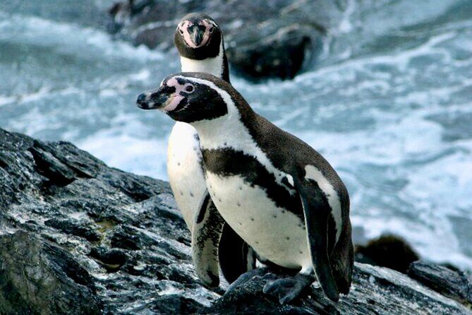 Fr VALPO: WILD PENGUINS, SEALION, SANDBOARD, PARAGLIDING & PICNIC - Quick hits you’ll actually care about