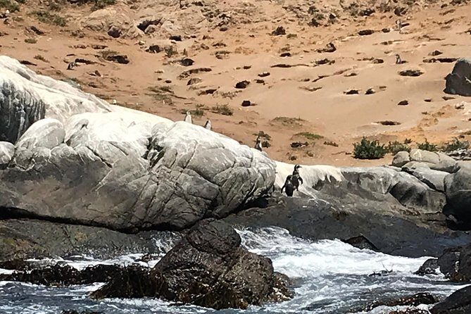 Fr VALPO: WILD PENGUINS, SEALION, SANDBOARD, PARAGLIDING & PICNIC - Guides and Group Size: The Small-Team Feel
