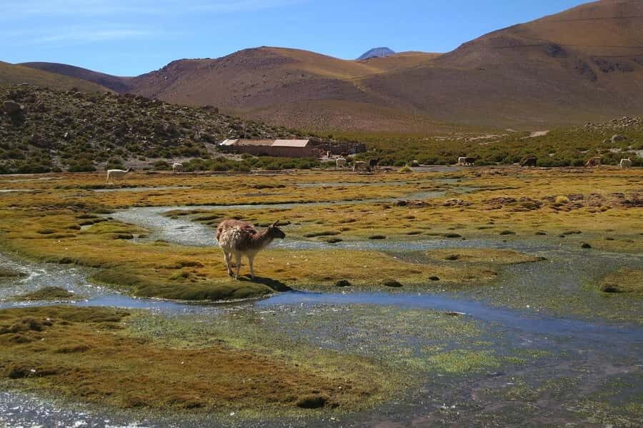 From San Pedro de Atacama: Geysers del Tatio Half-Day Tour - El Tatio at 6:45: fumaroles, boiling pools, and steam everywhere