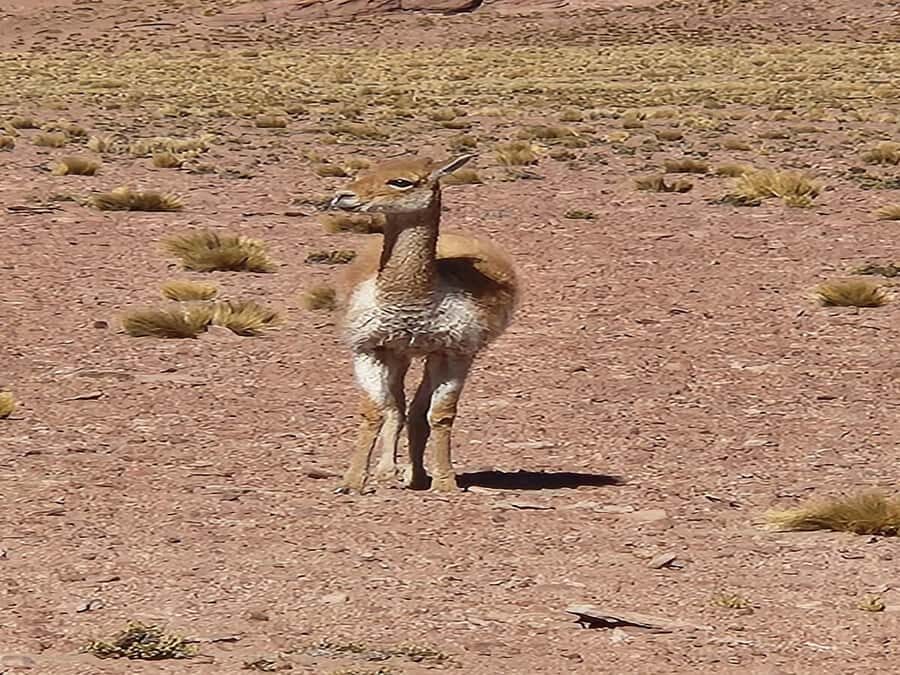 From San Pedro de Atacama: Lagoons and Piedras Reds - Socaire: a working village, its church, and agriculture lessons