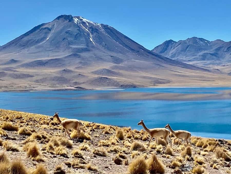 From San Pedro de Atacama: Lagoons and Piedras Reds - Miscanti Lagoon and Meñiques Lagoon: high altitude, volcano shapes, and crisp bird spotting