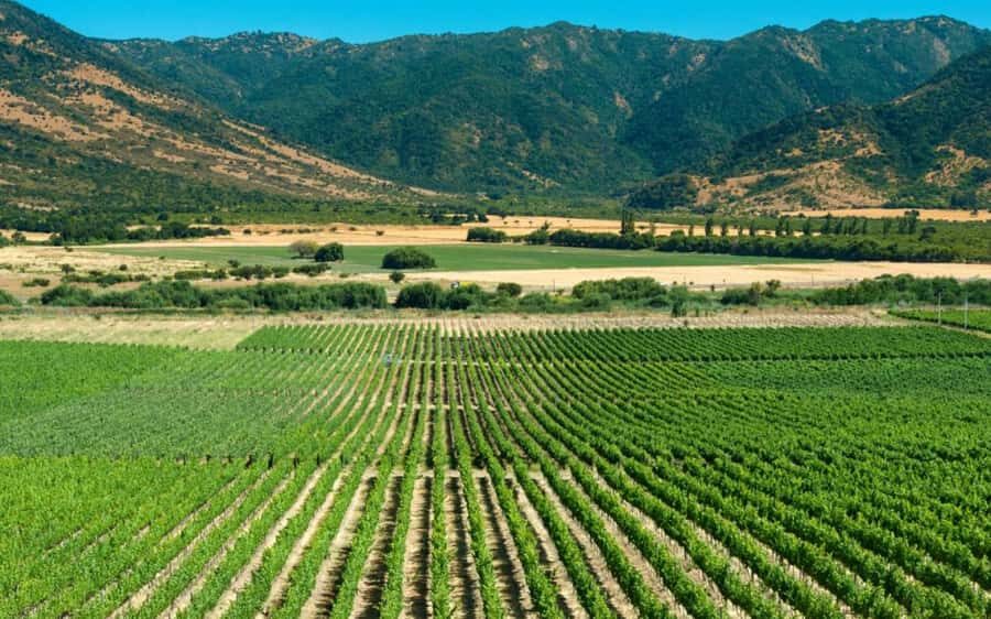 From Santiago: Private Colchagua Valley Wine Tour w/ Tasting - Choosing the second winery from a top lineup