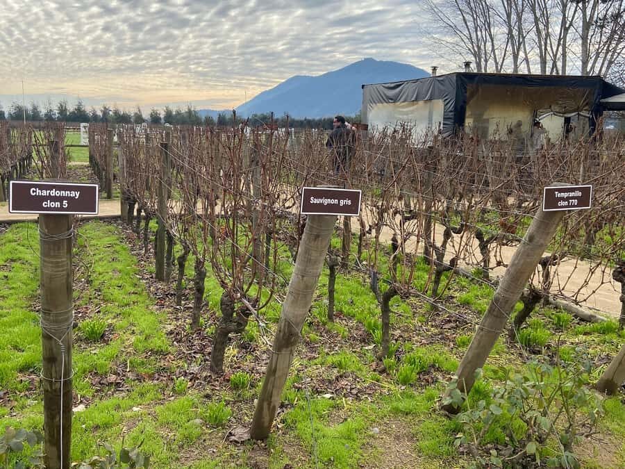 From Santiago: Private Colchagua Valley Wine Tour w/ Tasting - Viu Manent Vineyard: cart ride, facility tour, then tasting 3 wines