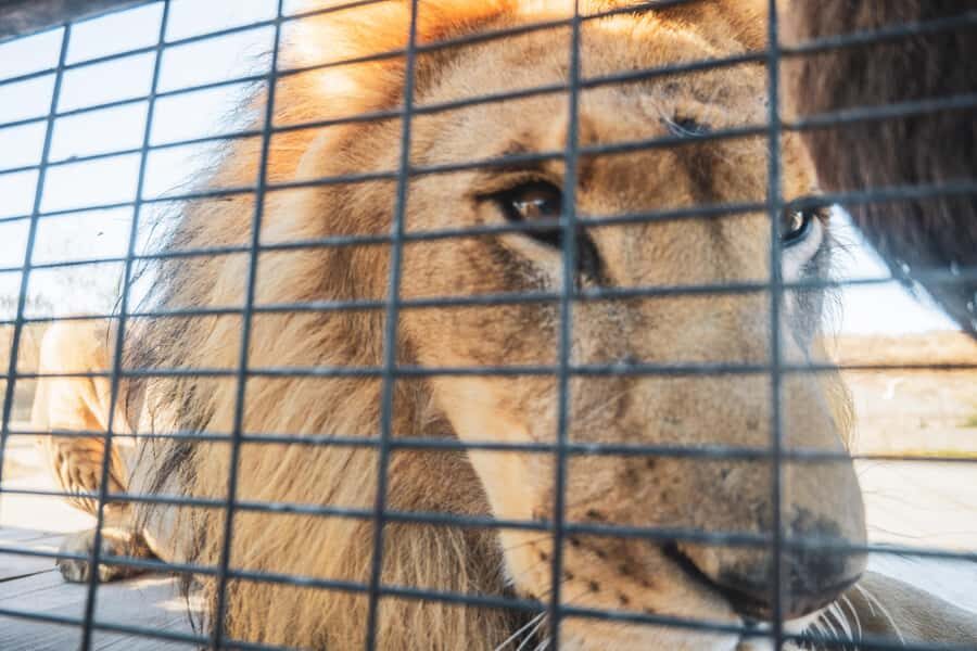 From Santiago: Rancagua Safari Park Zoo - A Family Safari With a Rescue Mission in Rancagua