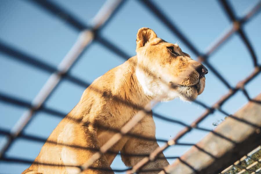 From Santiago: Rancagua Safari Park Zoo - The Park Visit Flow: Photo Stop, Free Time, Then Safari Viewing