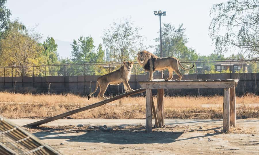 From Santiago: Rancagua Safari Park Zoo - Who Should Book This Safari Park Tour