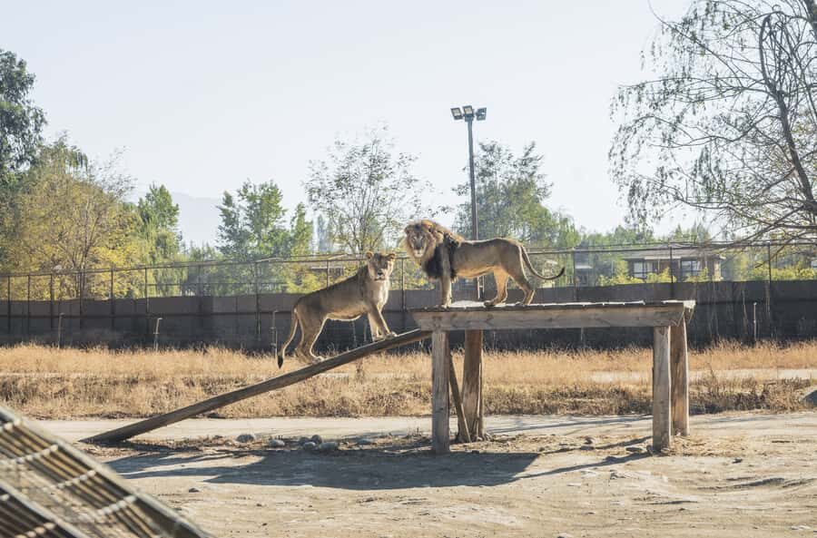 From Santiago: Rancagua Safari Park Zoo - Getting There From Santiago: The 83 km Van Ride