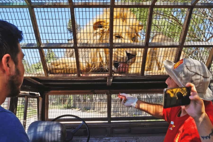 From Santiago: Safari Park, a wild experience - Key highlights to know before you book