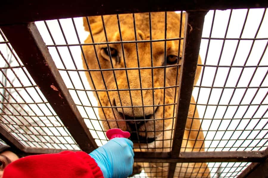 From Santiago: Safari Park, a wild experience - Pickup From Santiago: Expect a smooth ride, but keep buffer time