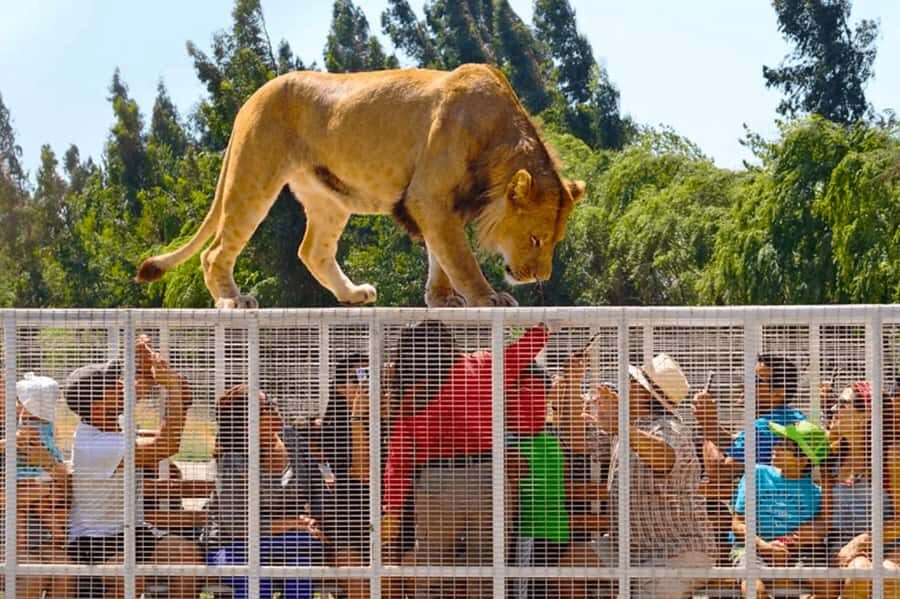 From Santiago: Safari Park, a wild experience - The guided wildlife viewing: 3 safaris in safe vehicles
