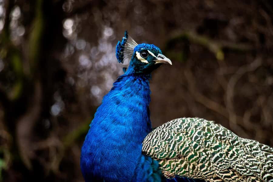 From Santiago: Safari Park, a wild experience - The rehab center for birds, turtles, and sea lions