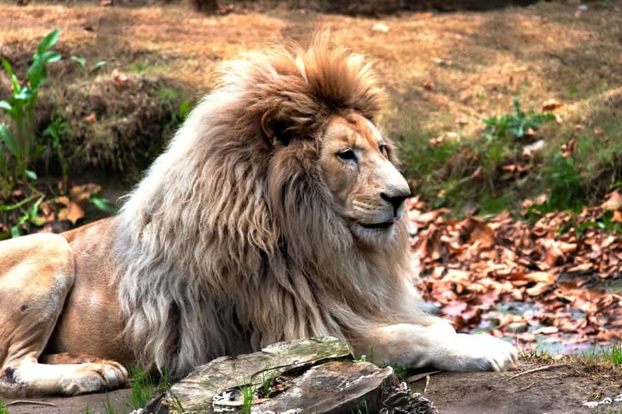 From Santiago: Safari Park, a wild experience - Playground time: one activity option for kids and adults