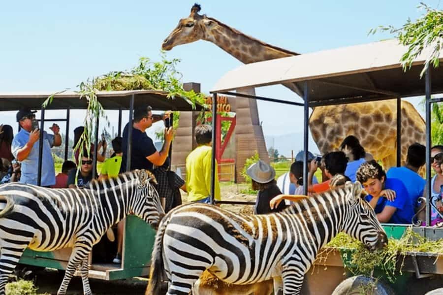 From Santiago: Safari Park, a wild experience - Ethics and animal comfort: what to weigh before you go
