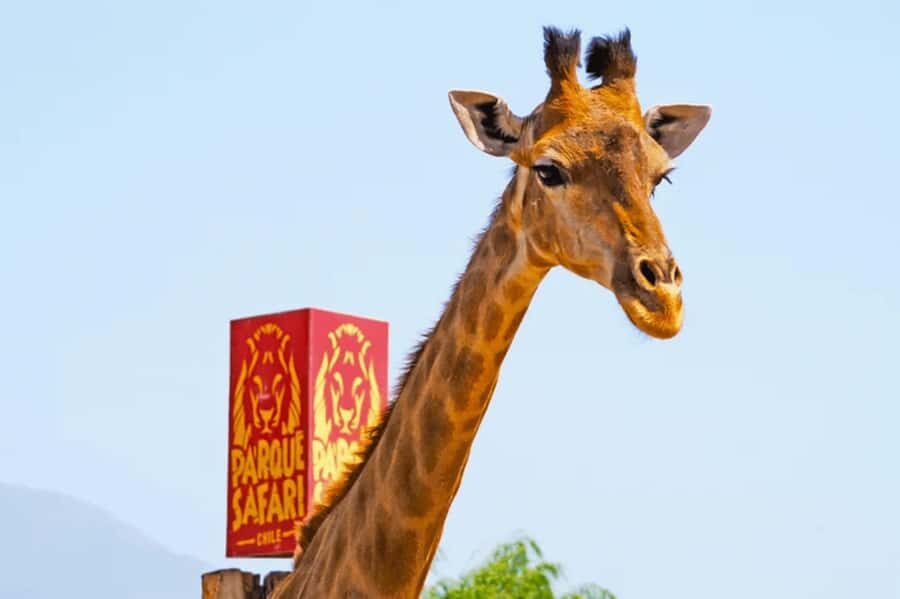 From Santiago: Safari Park, a wild experience - Price and value: is $111 worth it for your travel style?
