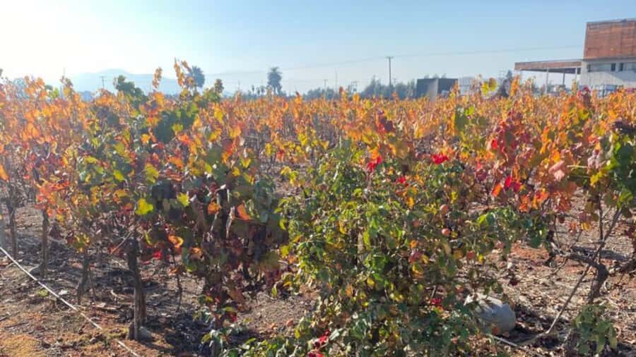 From Santiago: Undurraga Winery Tour with Tasting - Who should book this (and who might skip it)