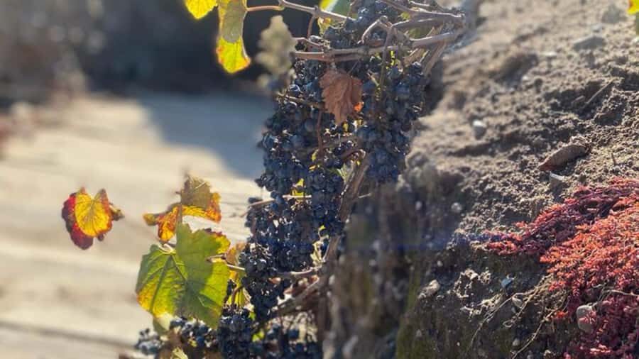 From Santiago: Undurraga Winery Tour with Tasting - Price and value: is $86 worth it?