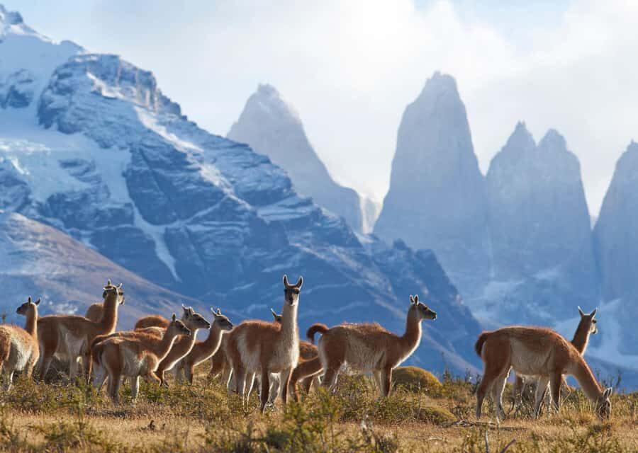 Full-Day Torres del Paine National Park from El Calafate - Quick Takeaways Before You Go