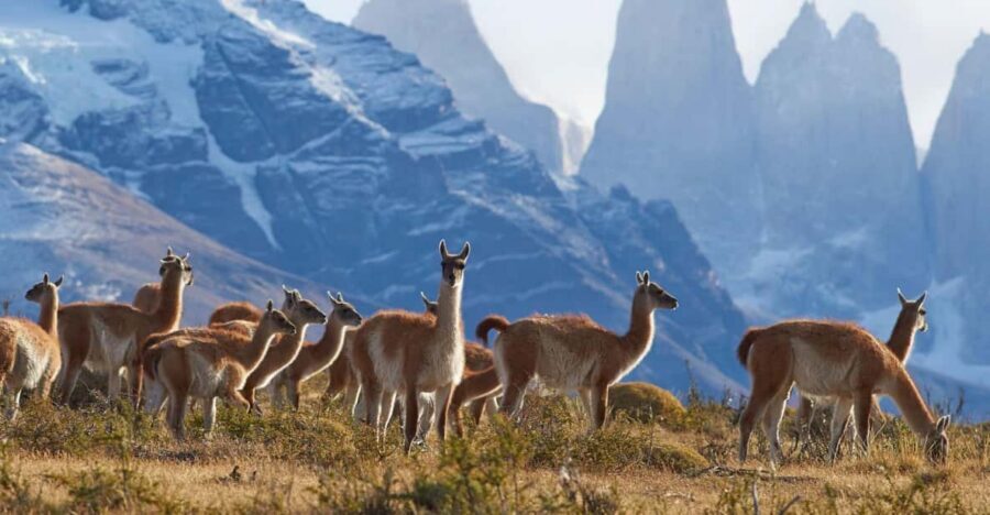 Full-Day Torres del Paine National Park from El Calafate - Grey Glacier: The Stop That Turns Patagonia Into Ice Country