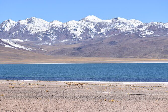 Full Day Tour Piedras Rojas Altiplanic Lagoons Chaxa Lagoon - A full-day Altiplano circuit from San Pedro