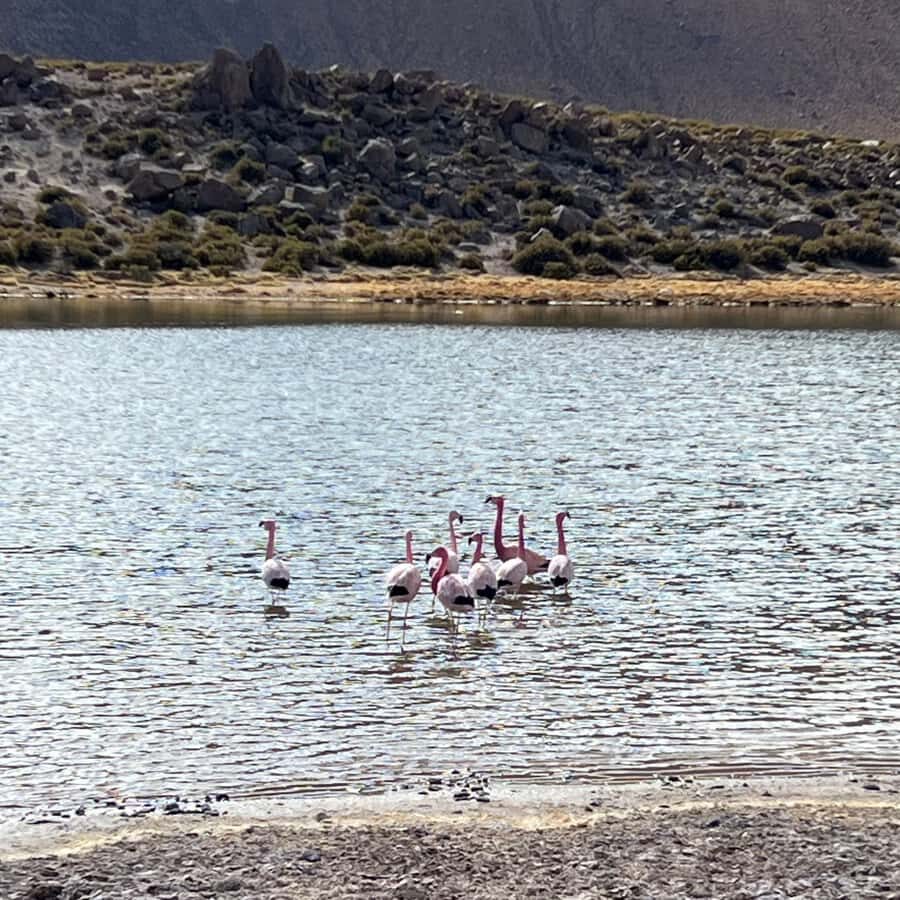 Geysers del Tatio: Sunrise and breakfast in Atacama - Breakfast included: practical comfort at high altitude