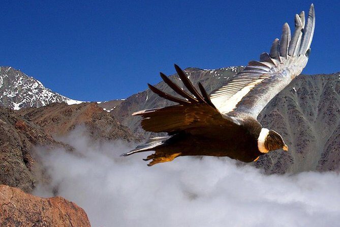 Half Day Private Trip to Valle Nevado with Cheese and Wine Carbon Neutral trip - Key Points You’ll Notice Right Away