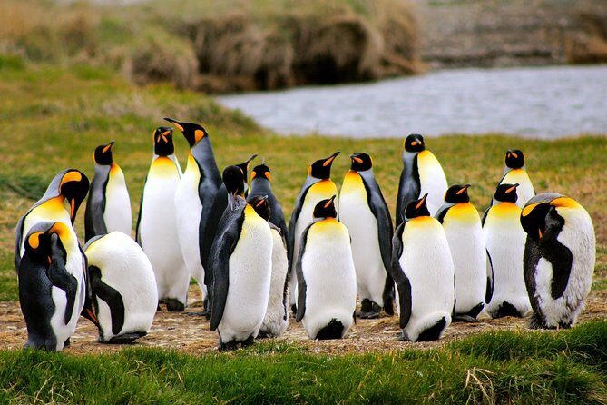 King Penguin Nature Reserve - Tierra del Fuego Island - Key things to know before you go