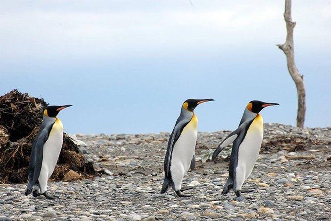 King Penguin Nature Reserve - Tierra del Fuego Island - King Penguin Nature Reserve: the real reason this day feels worth it