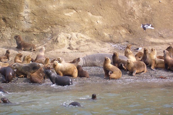 Magdalena Island Penguin Tour by Boat from Punta Arenas - Punta Arenas to Los Pinguinos: Why This Morning Works