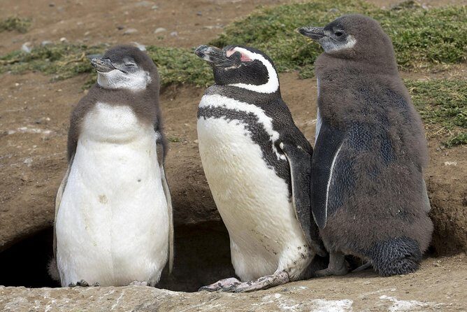 Magdalena Island Penguin Tour by Boat from Punta Arenas - Getting There: Minivan to Pier, Then the Strait of Magellan