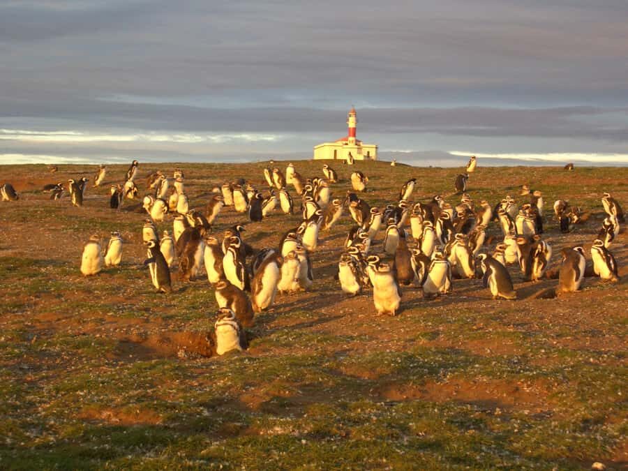 Magdalena Island Penguin Tour by Boat from Punta Arenas - Should you book the Magdalena Island penguin tour?