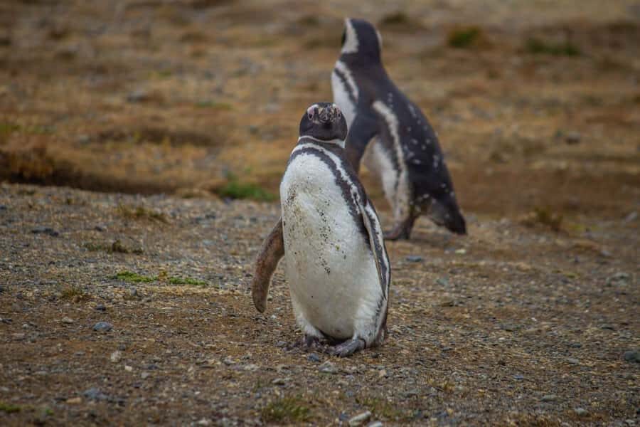 Magdalena Island: Walk with the penguins - Sailing the Strait of Magellan to Magdalena Island