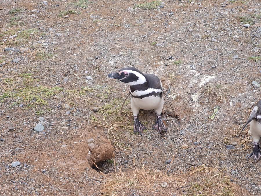 Magdalena Island: Walk with the penguins - Price and what you actually get for $170